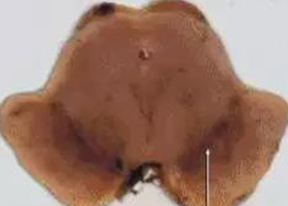 PDԺɫ